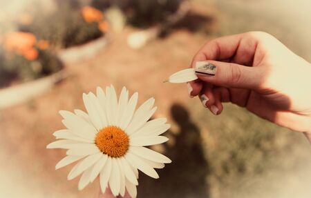 Woman's hand with a camomile on sunny summer day. Fortune telling on a camomileの写真素材