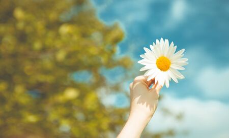 Daisy in the hands of a girl on a background of blue sky, a beautiful background or wallpaperの写真素材
