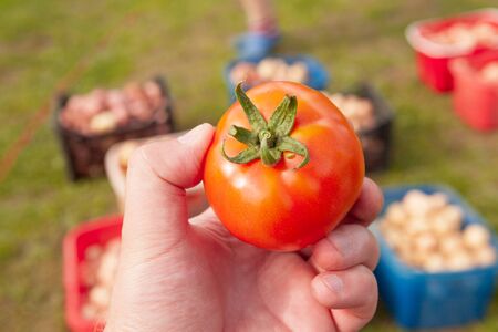 Red tomato in a man's hand, fresh and healthy foodの写真素材