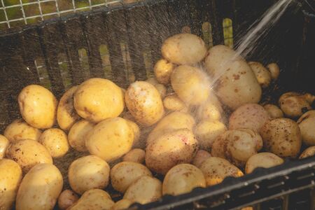Potatoes after harvesting, washed with water in a boxの写真素材