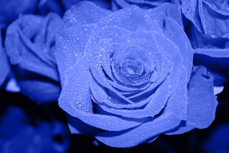 Beautiful rose with drops of water in a classic blue color styleの写真素材