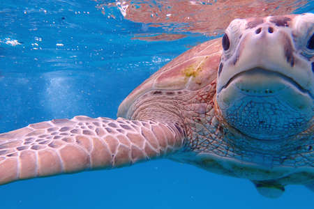 turtle starring at camera