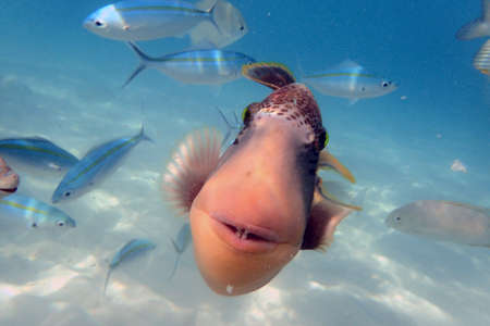 do you feel fish smiling