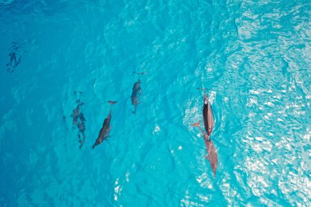 Aerial view dolphins playing in turquoise water