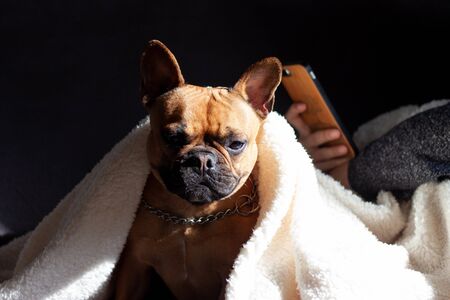 Portrait of cute French Bulldog with white blanket sitting on a sofaの写真素材