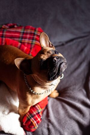 Portrait of happy french bulldog on the couch with red paid blanketの写真素材