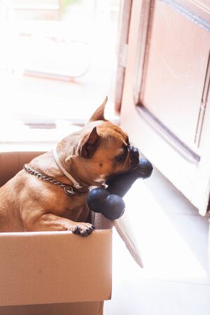 Stock photo of a puppy French Bulldog in a cardboard box with a toy boneの写真素材