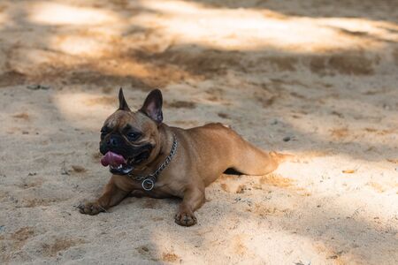 French Bulldog playing in the parkの写真素材