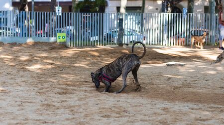 Cute Greyhound dog making a hole in the parkの写真素材