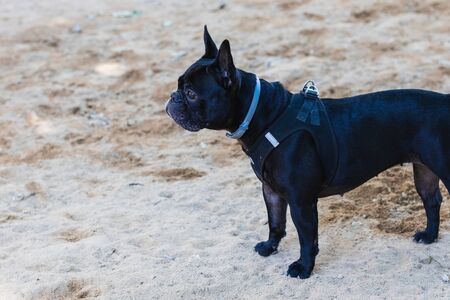 Beautiful French Bulldog in the parkの写真素材