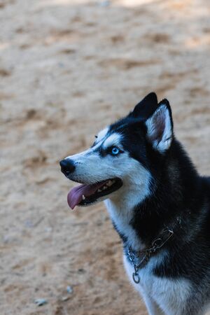 Beautiful Siberian Husky in the parkの写真素材