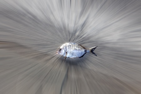 Fish stinks from the tailの写真素材