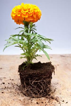 flower with roots on wooden floorの写真素材
