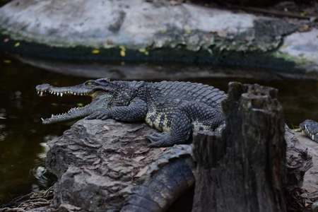 Crocodile lying on the rockの写真素材