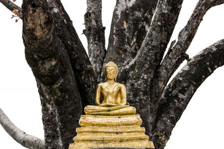 buddha statue / tree / old tree / goldの写真素材