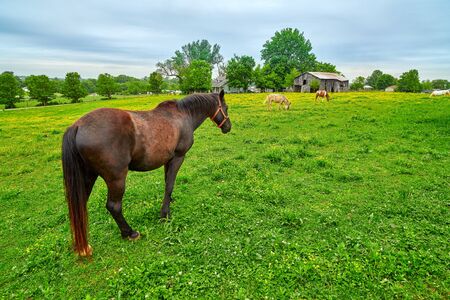 Horse grazing on fresh spring grass in a field.の写真素材