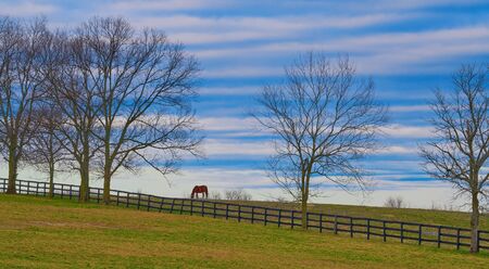 Thoroughbred horse grazing in a field with cloudy skies.の写真素材
