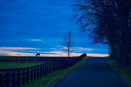 Thoroughbred horse grazing in a field at dusk.の写真素材