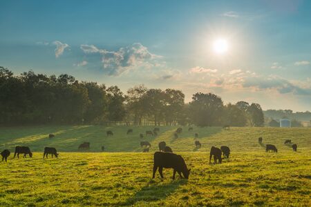 Cows grazing in the morning sun.の写真素材