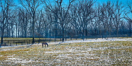 Thoroughbred horse gazing in a snow cover fiield with trees and clear blue sky.の写真素材