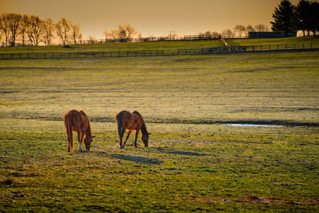 Two thoroughbred horses grazing in a field.の写真素材