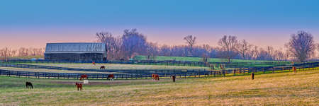 Horses grazing on a farm at dusk.の写真素材
