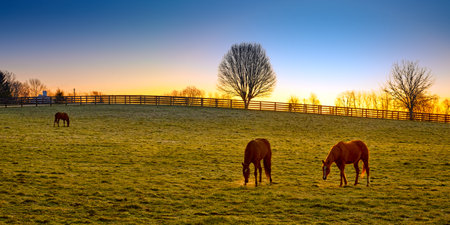 Three thoroughbred horses grazing at sunrise in a field.の写真素材