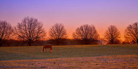 Single thoroughbred horses grazing at sunrise in a field.の写真素材