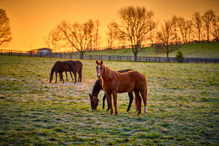 Thoroughbred horse looking at camera with warm sunrise.の写真素材