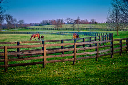 A pair of mares and foals grazing on early spring grass at a thoroughbred farm.の写真素材