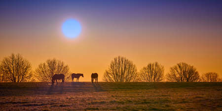 Three thoroughbred horses grazing with rising morning sun.の写真素材