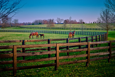 A pair of mares and foals grazing on early spring grass at a thoroughbred farm.の写真素材