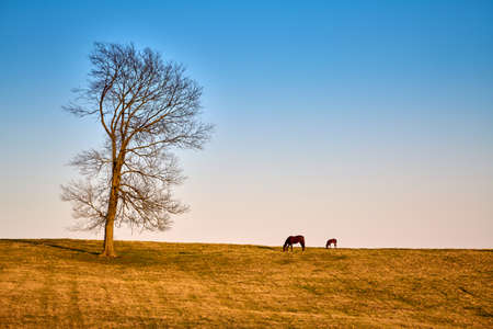 A mare and foal grazing on early spring grass.の写真素材