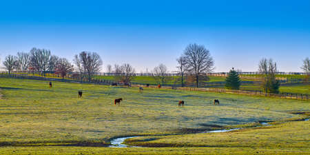 Group of thoroughbred horses grazing in a field.の写真素材
