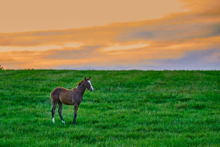 Young colt standing in a feild at sunset.の写真素材