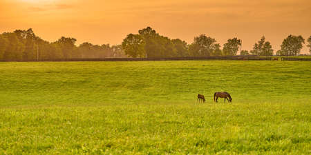 Mare and foal grazing on fresh green grass at sunset.の写真素材