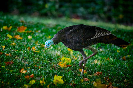 Wild Turkey feeding in backyard of suburban neighborhood.の写真素材