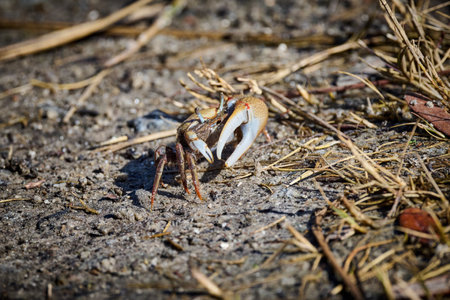 Mud Fiddler Crab at Skidaway Island State Park, GA