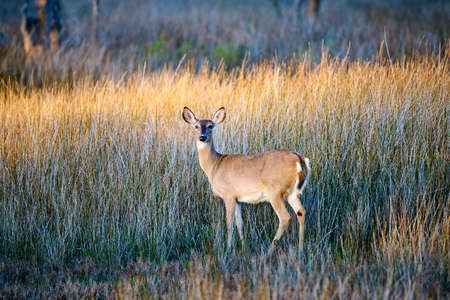 Deer in the tall marsh grass at Skidaway Island State Park, GA.の写真素材