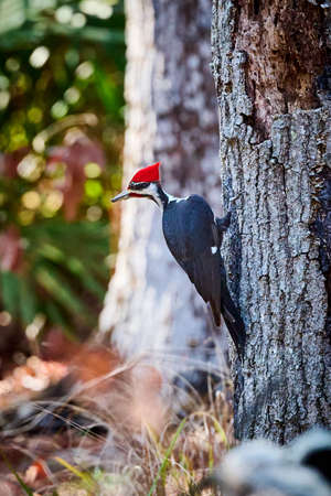Male Pileated Woodpecker searching for insects at Skidaway Island State Park, GA.の写真素材