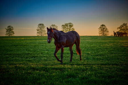 Single horse walking in a field early in the morning.の写真素材