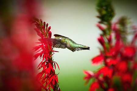 Ruby-throated Hummingbird (rchilochus colubris) in flight feeding on a cardinal flower (Lobelia...
