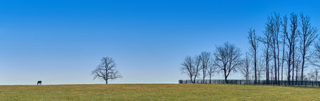 Single thoroughbred horse grazing in a field with trees, and against blue sky.の写真素材