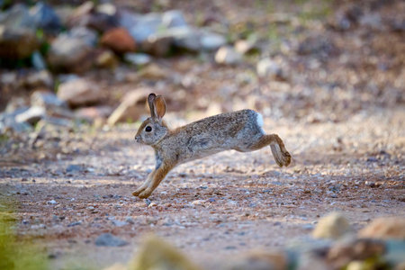 A desert cottontail rabbit, Sylvilagus audubonii, running through the Sonoran Desert. Tucson, Arizona, USA.の写真素材