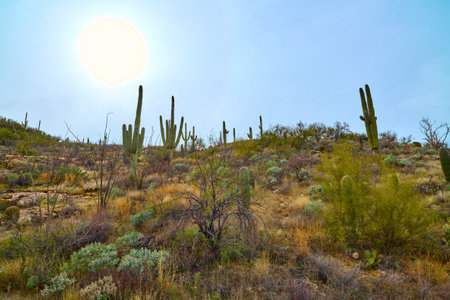 Full sun in the sky over Saguaro cactues growing on a hillside in Saguaro National Park (East), Tucson Arizona.の写真素材