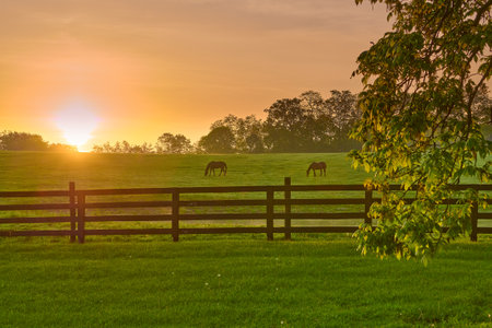 Two horse grazing in a field with rising morning sun.の写真素材