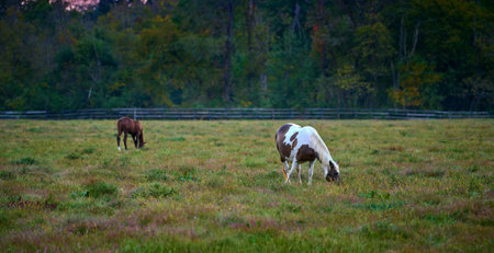 Two horses grazing at evening in a open field.の写真素材