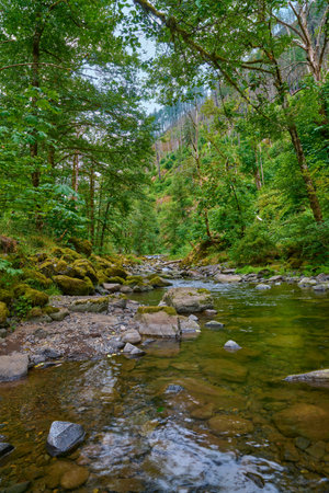 Tanner Creek at Wahclella Falls Trail in the Columbia River Gorge in Oregon.の写真素材