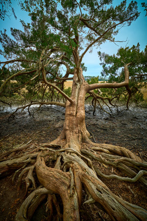 Weathered cypress tree along Big Ferry Trail at Skidaway Island State Park, GA.