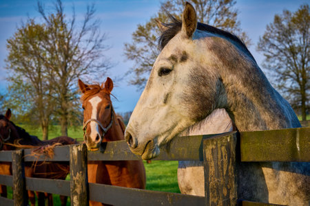 Horse looking over a fence at a horse farm in Central Kentucky.